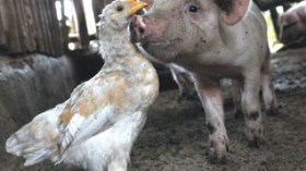 Algérie: 7 millions de boites de Tamiflu contre la grippe porcine
