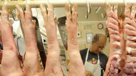 العثور على “خنزير” مذبوحا على الطريقة الإسلامية