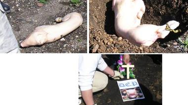 Suisse : des restes de porcs enterrés sur le terrain d'une future mosquée