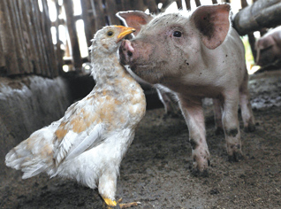 Algerian authorities stiffen measures to face â€œSwine Fluâ€