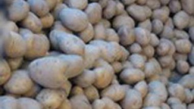 Potato prices collapse after dumping the Algerian market with 5.9 million kg