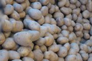 Potato prices collapse after dumping the Algerian market with 5.9 million kg