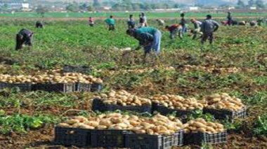 “Algeria set to import potatoes to offset shortage”, says Minister