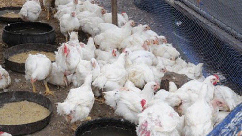 مخاوف لدى مربي الدواجن من تدهور الأسعار في حال تأخر الحكومة