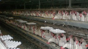 ” 1500 ‬” مليار‮ ‬من‮ ‬الإعفاءات‮ ‬الجمركية‮ ‬تصبّ‮ ‬في‮ ‬جيوب‮ ‬المستوردين