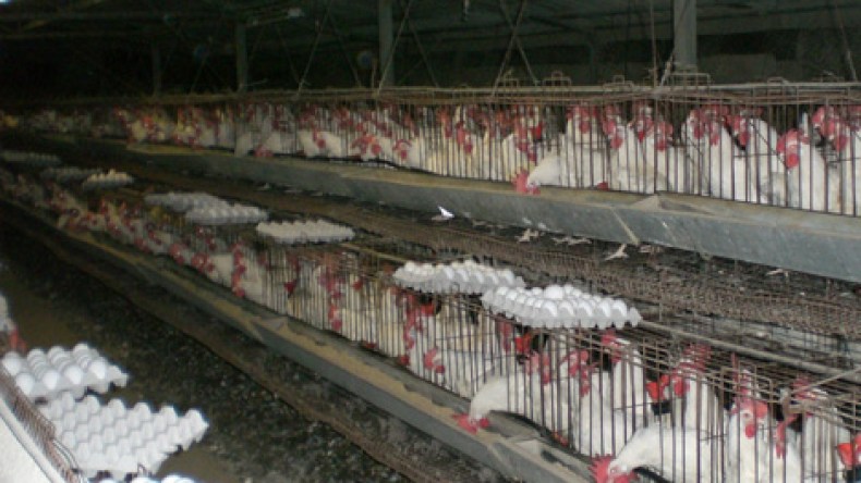 ” 1500 ‬” مليار‮ ‬من‮ ‬الإعفاءات‮ ‬الجمركية‮ ‬تصبّ‮ ‬في‮ ‬جيوب‮ ‬المستوردين