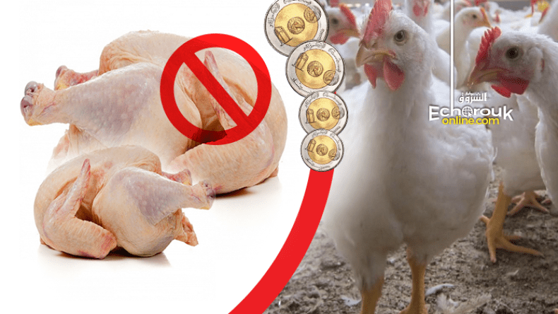 حملة فايسبوكية لمقاطعة شراء الدجاج تحت شعار “خليه يربي الريش”