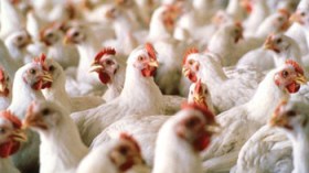 مربّون‭ ‬يغذون‭ ‬الدواجن‭ ‬بالدم‭ ‬المسفوح‭ ‬لتسمينها