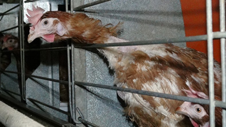 هذه أسباب تراجع تربية الدواجن والتهاب الأسعار