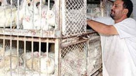 مافيا الدجاج تلهب الأسعار وترفعها إلى 400 دينار للكيلوغرام