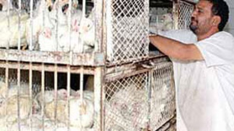 ارتفاع‭ ‬أسعار‭ ‬الدجاج‭ ‬بنسبة‭ ‬16‭ % ‬مقارنة‭ ‬برمضان‭ ‬العام‭ ‬الماضي‭ ‬