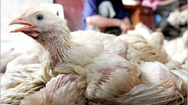 Alerte à Batna: la peste aviaire sème la terreur