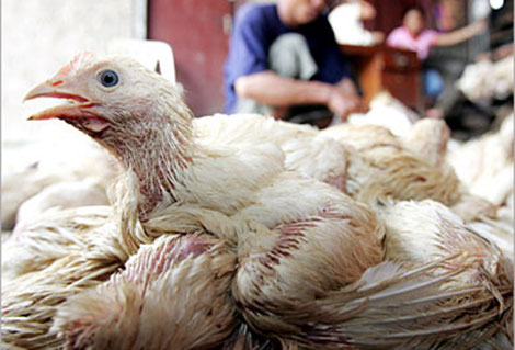 Alerte à Batna: la peste aviaire sème la terreur