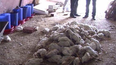 Un vaccin périmé derrière la décimation d'une dizaine de milliers de poulets