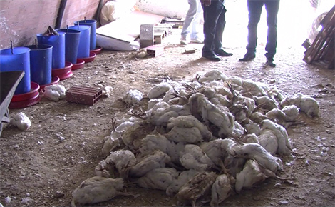 Un vaccin périmé derrière la décimation d'une dizaine de milliers de poulets