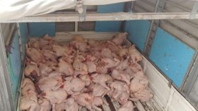 ضبط 30 قنطارا من الدجاج الفاسد بمذبح سري في ميلة