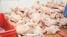 حجز كميات كبيرة من الدجاج واللحوم المجمدة الفاسدة