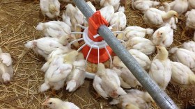 المستثمرون في شعبة الدواجن والمستوردون مختلفون حول الإستيراد