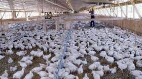 انهيار عشرات من المداجن وخسائر بالملايير للمربين