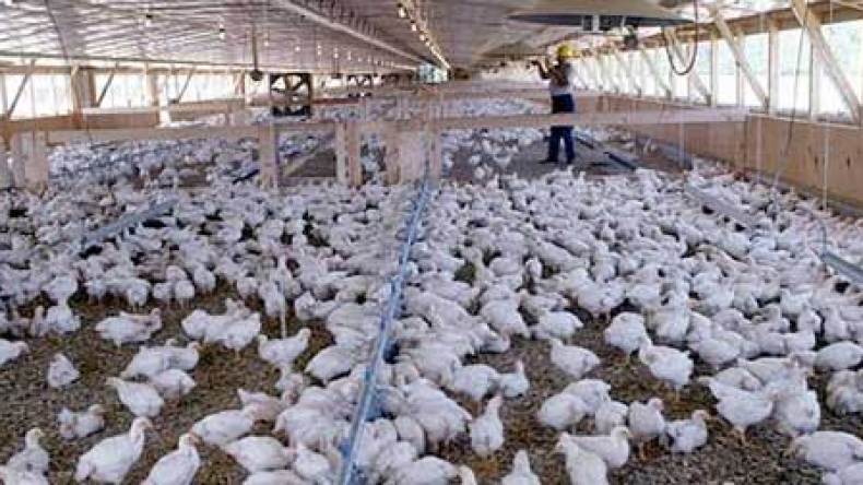 انهيار عشرات من المداجن وخسائر بالملايير للمربين