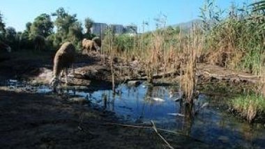 Un Tsunami de pétrole menace Hassi Messaoud