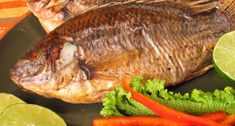 Concours du meilleur plat à base de poisson à Jijel