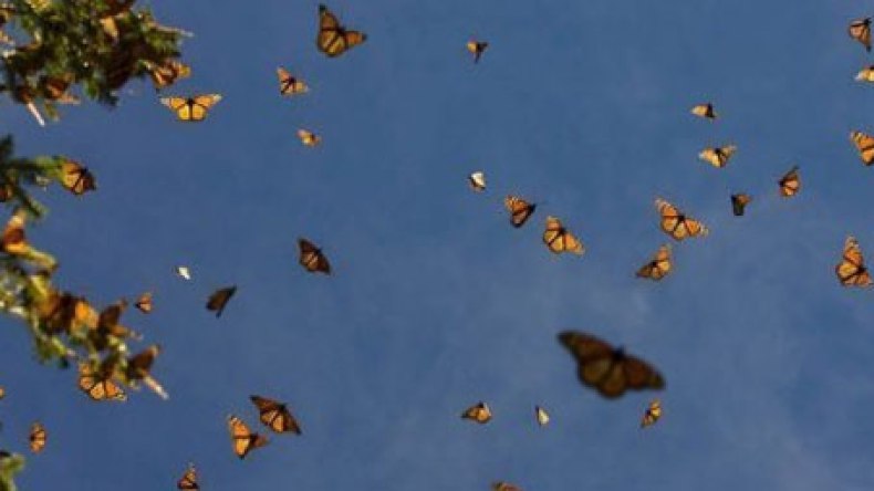 نصف فراشات المروج اختفت خلال 20 عاماً في أوروبا