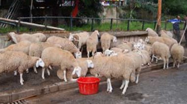 Animals food importing licences released