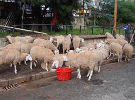 Animals food importing licences released