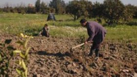 36 ألف قضية خاصة بأراضي الثورة الزراعية أمام العدالة