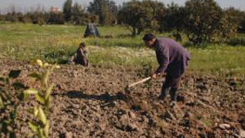 36 ألف قضية خاصة بأراضي الثورة الزراعية أمام العدالة