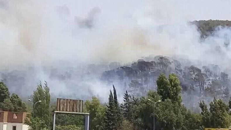 النيران تأتي على مئات الهكتارات من الغابات بباتنة