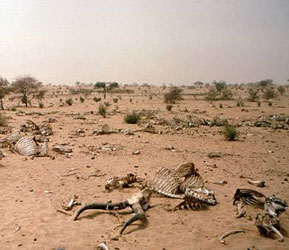 Lutte contre la désertification en Afrique: ouverture jeudi à Alger d'une réunion de coordination