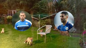 لمّا يتحوّل محرز وسليماني إلى ثعلبَين حقيقيَين!