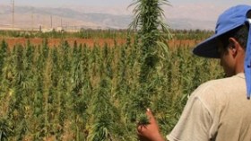حجز 868 شجيرة “خشخاش” و1500 من القنب الهندي خلال 3 أشهر