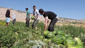 نتائج غير مرضية رغم الجودة في المنتوج بالطيبات