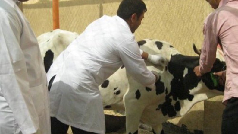 تزايد في أمراض الحمى المالطية والليشمانيا الجلدية بغرداية