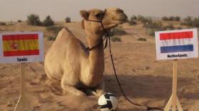 لما يحنّ العرب إلى أيام الجاهلية.. جمل إماراتي يتكهّن بنتائج مقابلات المونديال!؟