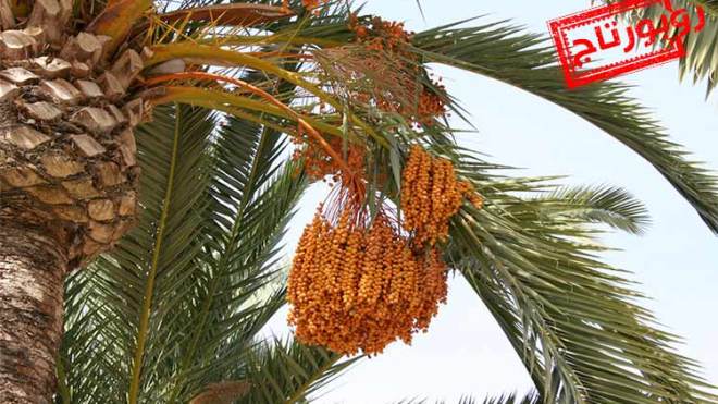 تمور تباع في‮ ‬النخيل ومحاصيل تتلف بسبب‮ ‬غياب من‮ ‬يجنيها‬