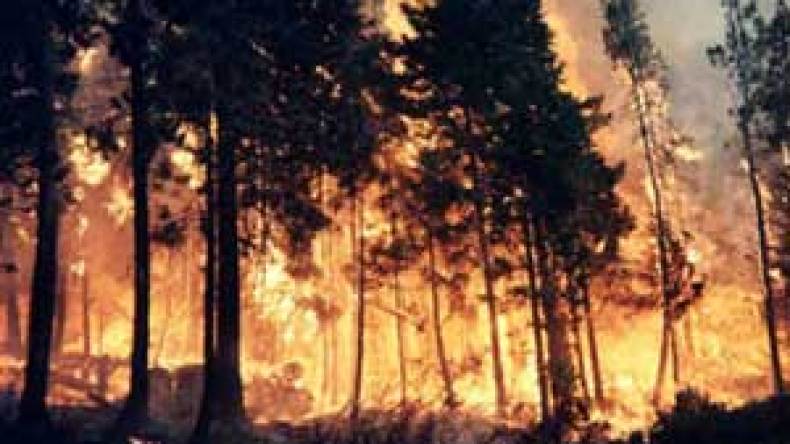 إتلاف 13 هكتارا من أشجار الصنوبر الحلبي وبلوط الفلين بسبب الحرائق بسوق أهراس