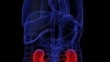 Journée mondiale du rein : les Parisiens  invités à des actions de dépistage