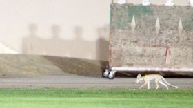 3 ثعالب تحضر التدريبات!؟