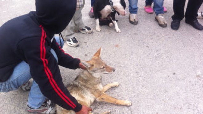 قطيع من الذئاب والثعالب يعبث بجثث الموتى بمقبرة في خنشلة