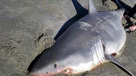 العثور‭ ‬على‭ ‬سمك‭ ‬قرش‭ ‬بمستغانم‭ ‬يشتبه‭ ‬أنه‭ ‬هاجم‭ ‬سفينة‭ ‬البحارة‭ ‬المفقودين‭ ‬