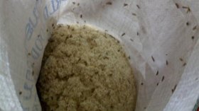 Noxious Indian rice seized by customs in the port of Oran