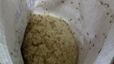 Noxious Indian rice seized by customs in the port of Oran