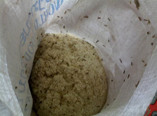 Noxious Indian rice seized by customs in the port of Oran