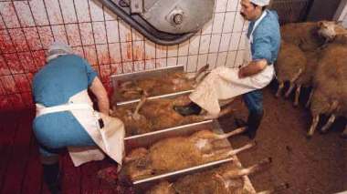 Abattage rituel : les députés néerlandais votent pour l'étourdissement