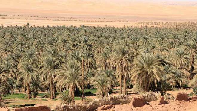 صعود المياه بالأراضي الفلاحية يهدّد الثروة بأدرار