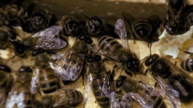 USA : un virus transmis par une mite tuerait des millions d'abeilles dans le monde